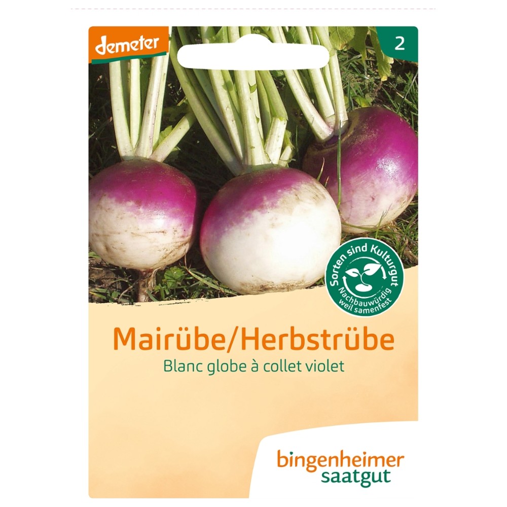 Mairübe - Blanc globe à collet violet // Bingenheimer Saatgut